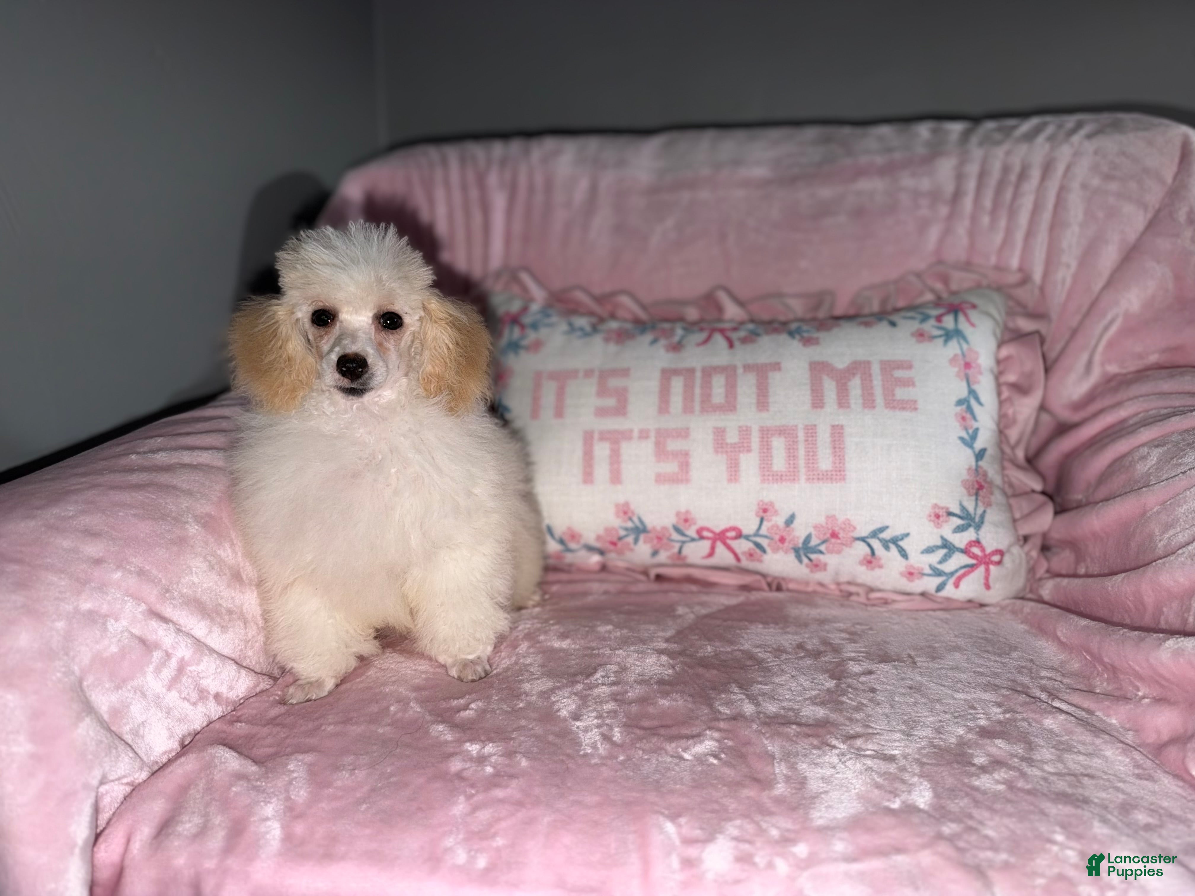 Toy Poodle dogs for sale: Fifi - Ad 2