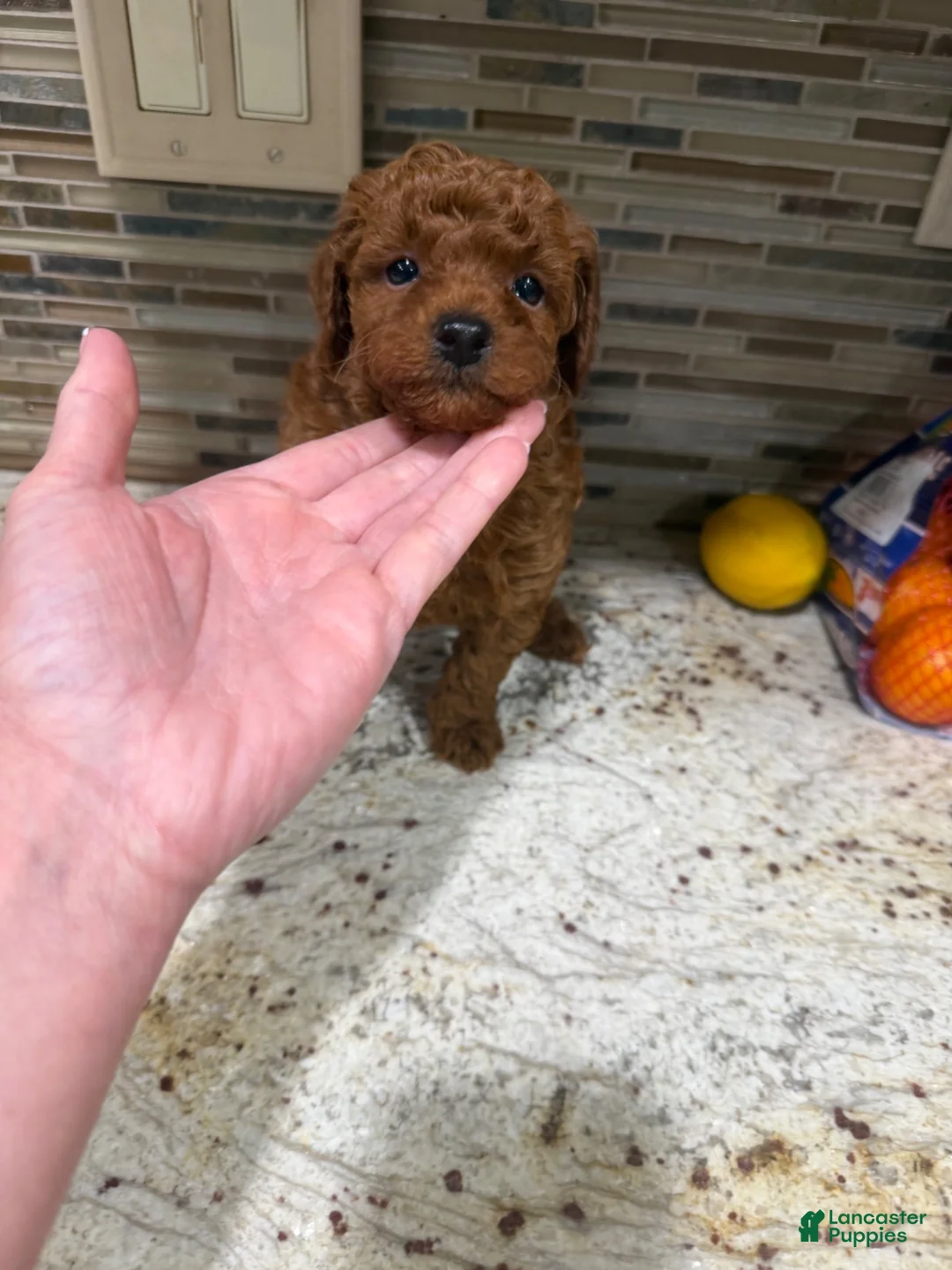 Toy Poodle dogs for sale: Walker - Ad 6