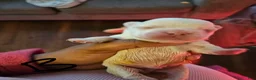 French Bulldog dogs for sale: French Bulldog 3 - Ad 1