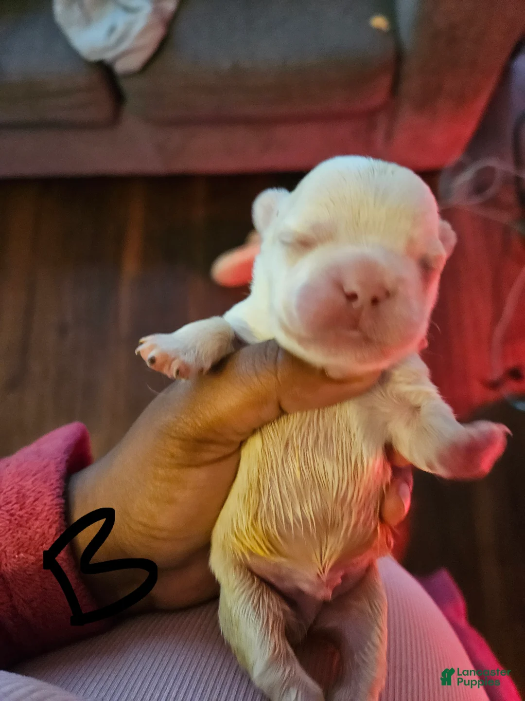 French Bulldog dogs for sale: French Bulldog 3 - Ad 1