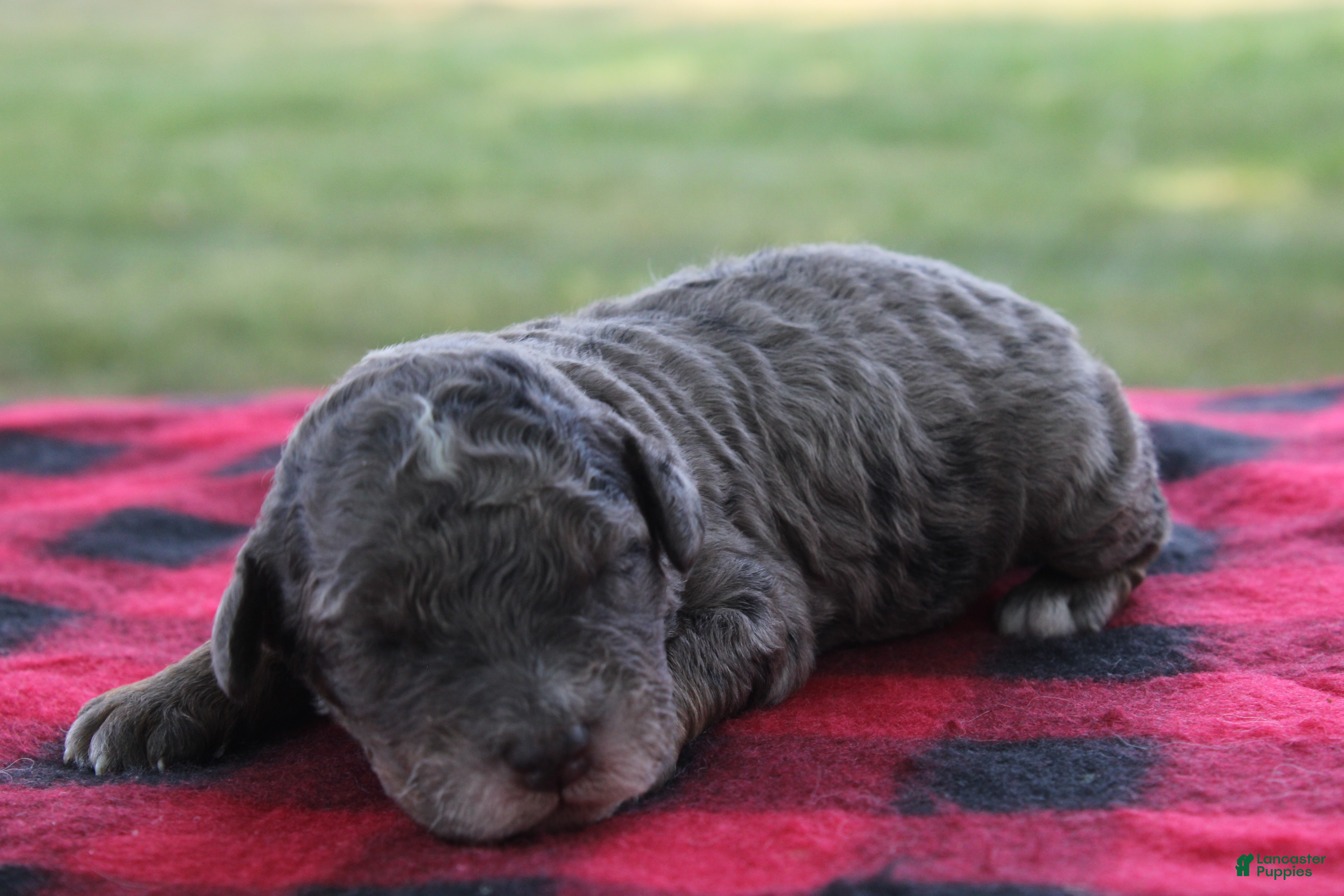 Mini Goldendoodle dogs Vern - Ad 1
