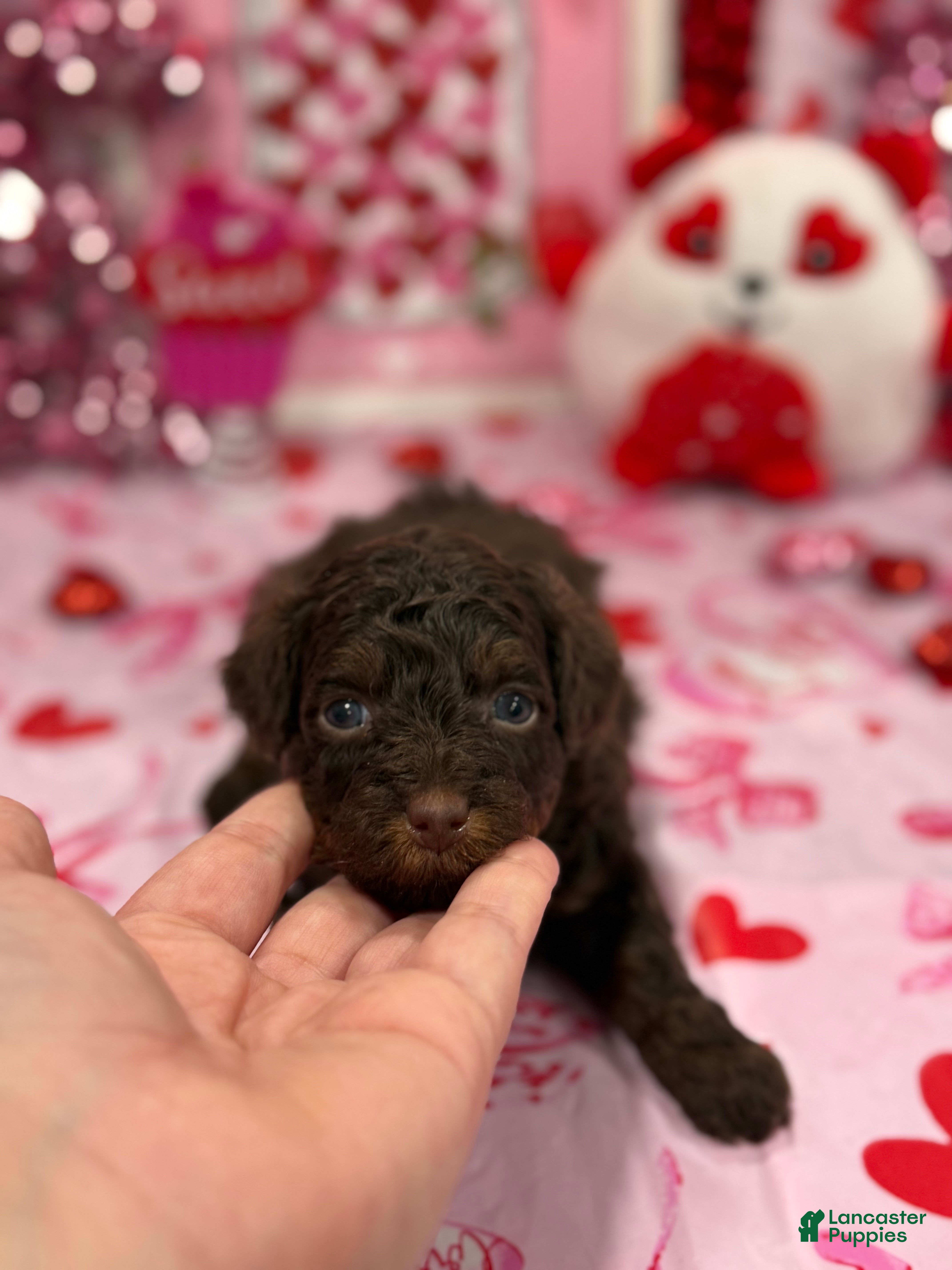 Yorkiepoo dogs Yorkiepoo Puppy (Brownie) - Ad 2