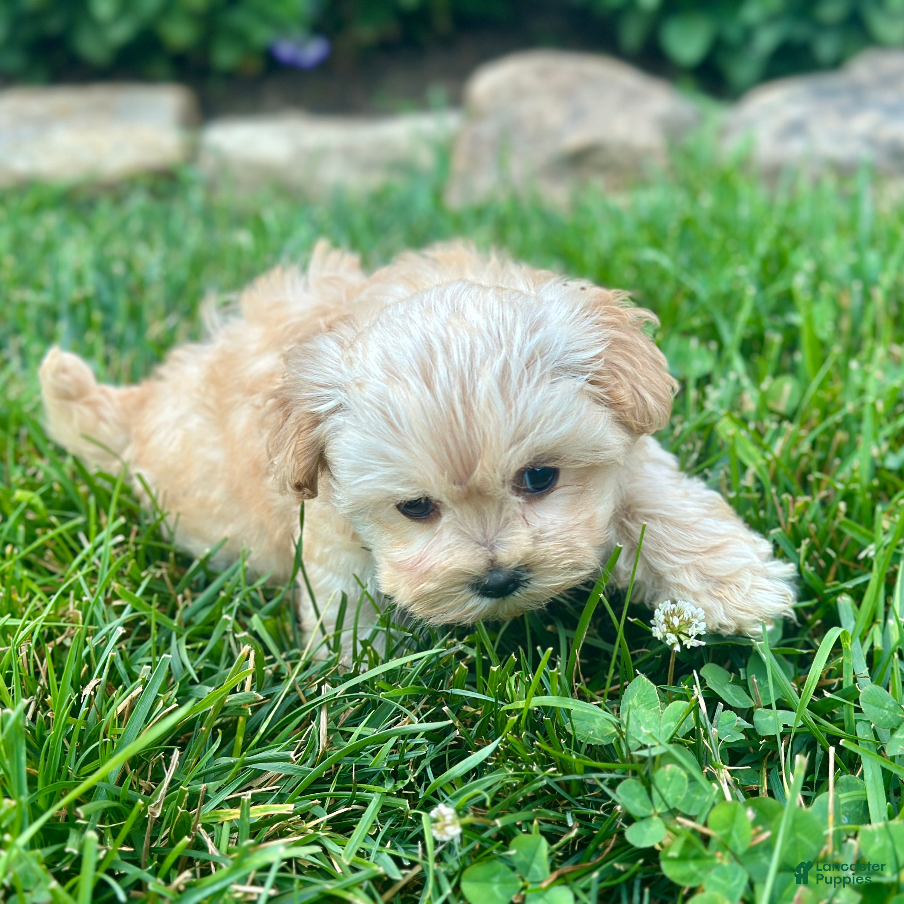 Maltipoo dogs Kelly - Ad 2