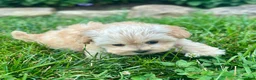 Maltipoo dogs for sale: Kelly - Ad 2