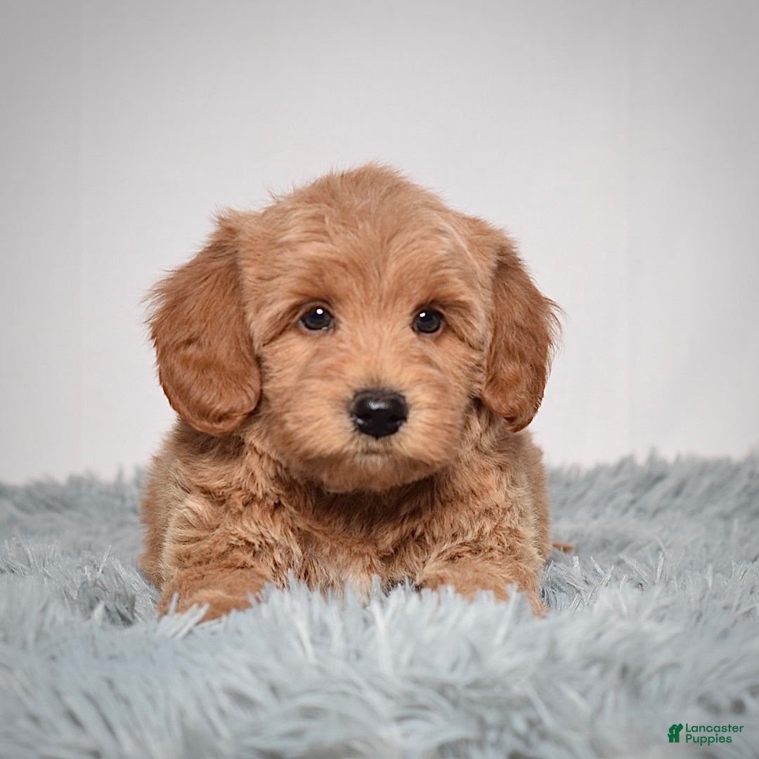 Mini Goldendoodle dogs for sale: Mr. Oscar - Ad 2