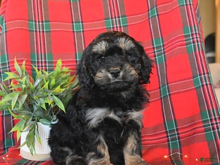 Cavapoo dogs Apollo - Ad 40