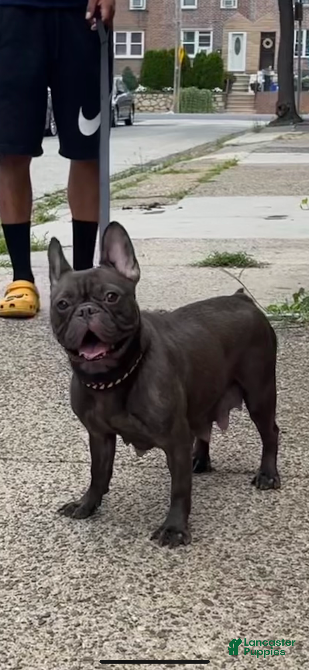French Bulldog dogs for sale: Dobby - Ad 7