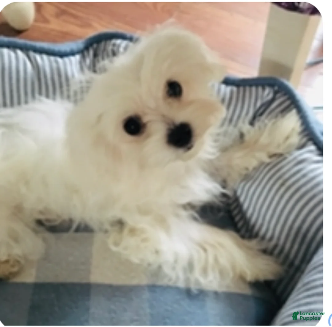 Maltipoo dogs for sale: Maltipoo Puppy 1 - Ad 2