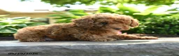 Toy Poodle dogs for sale: Clover - Ad 2