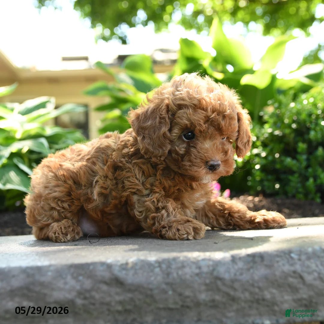 Toy Poodle dogs for sale: Clover - Ad 2