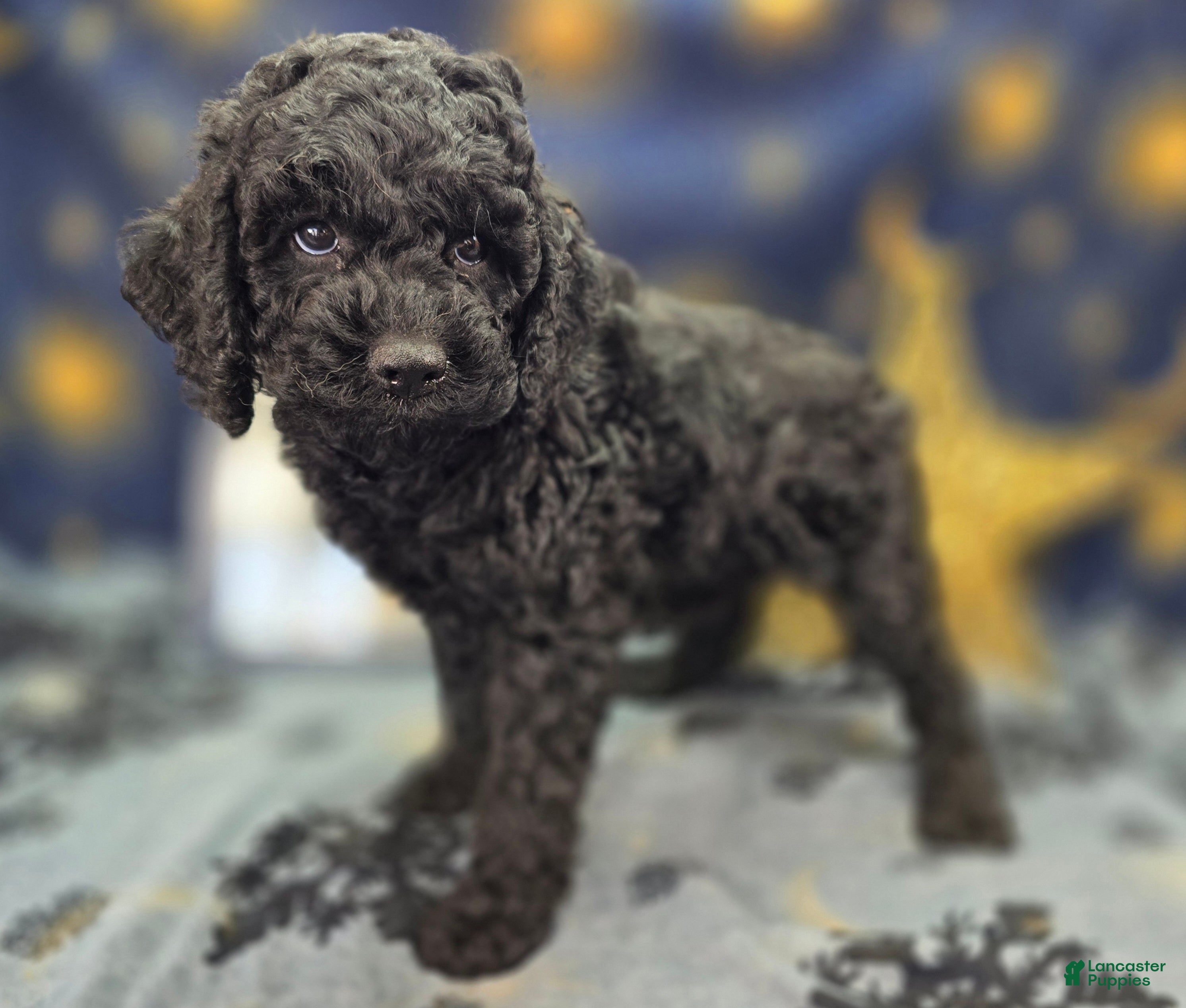 Cockapoo dogs Foggy - Ad 18
