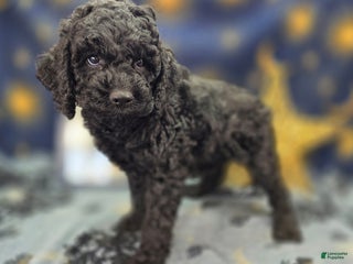 Cockapoo dogs Foggy - Ad 18