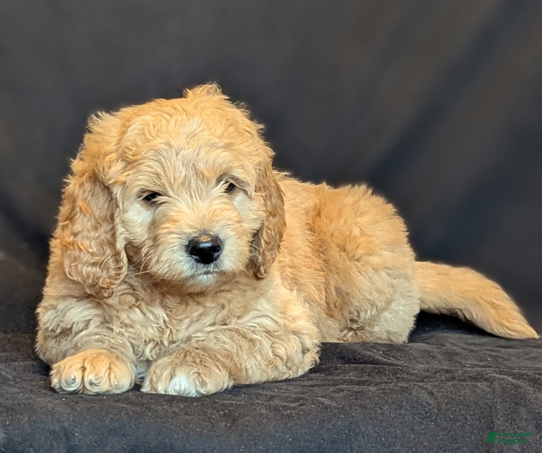 Goldendoodle dogs for sale: Bear  - Ad 5