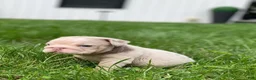 English Bulldog dogs for sale: ELOISE - Ad 8
