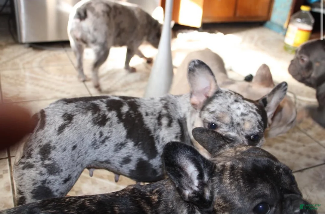French Bulldog dogs for sale: French Bulldog 1 - Ad 26