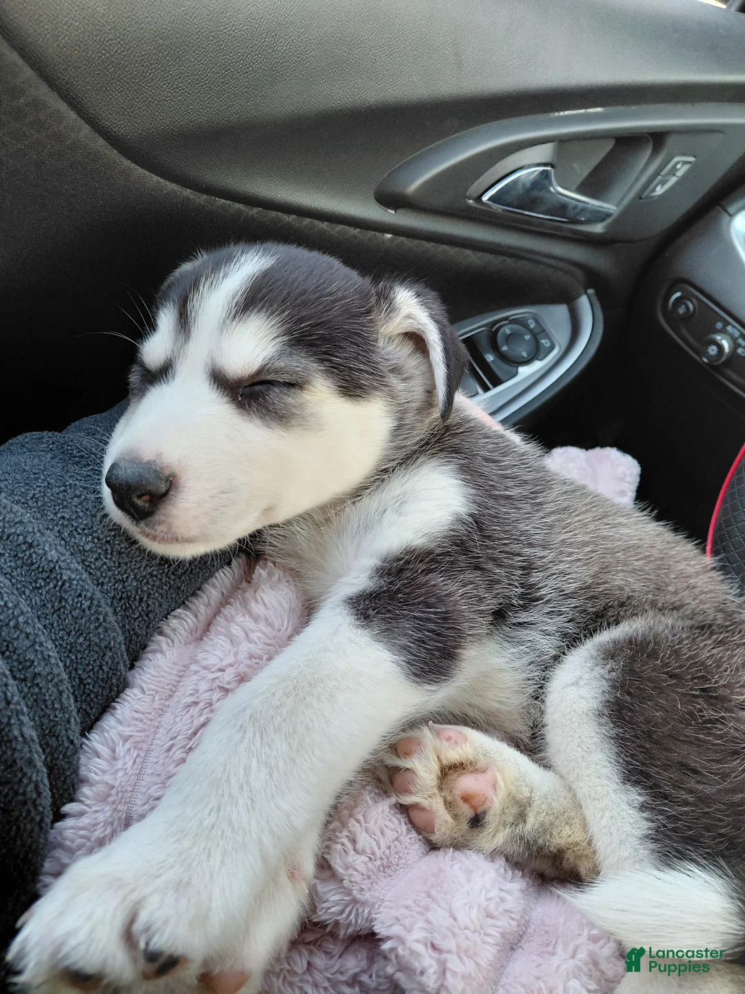 Siberian Husky dogs for sale: Siberian Husky Puppy 1 - Ad 2
