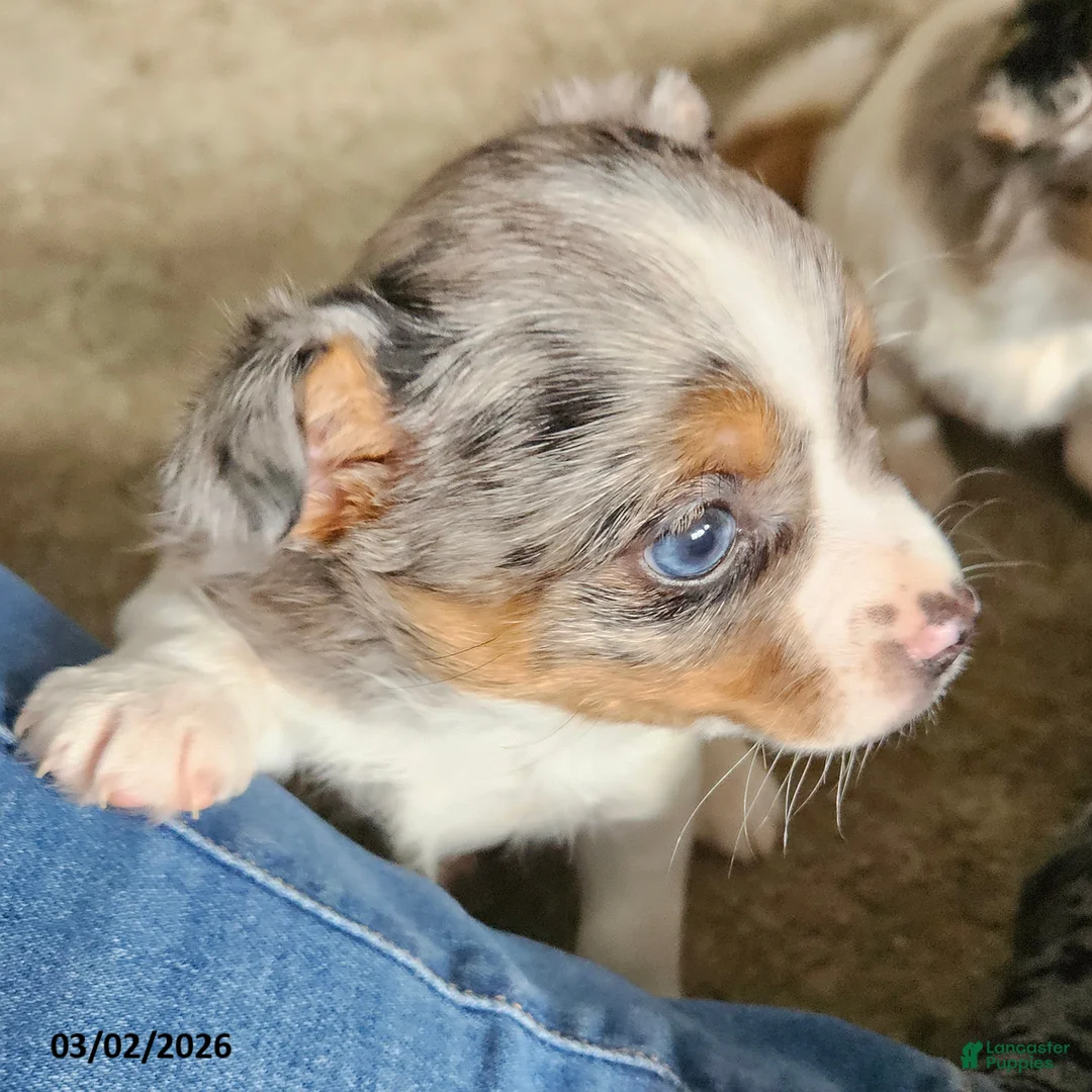 Mixed Breed dogs for sale: Trixy - Ad 2