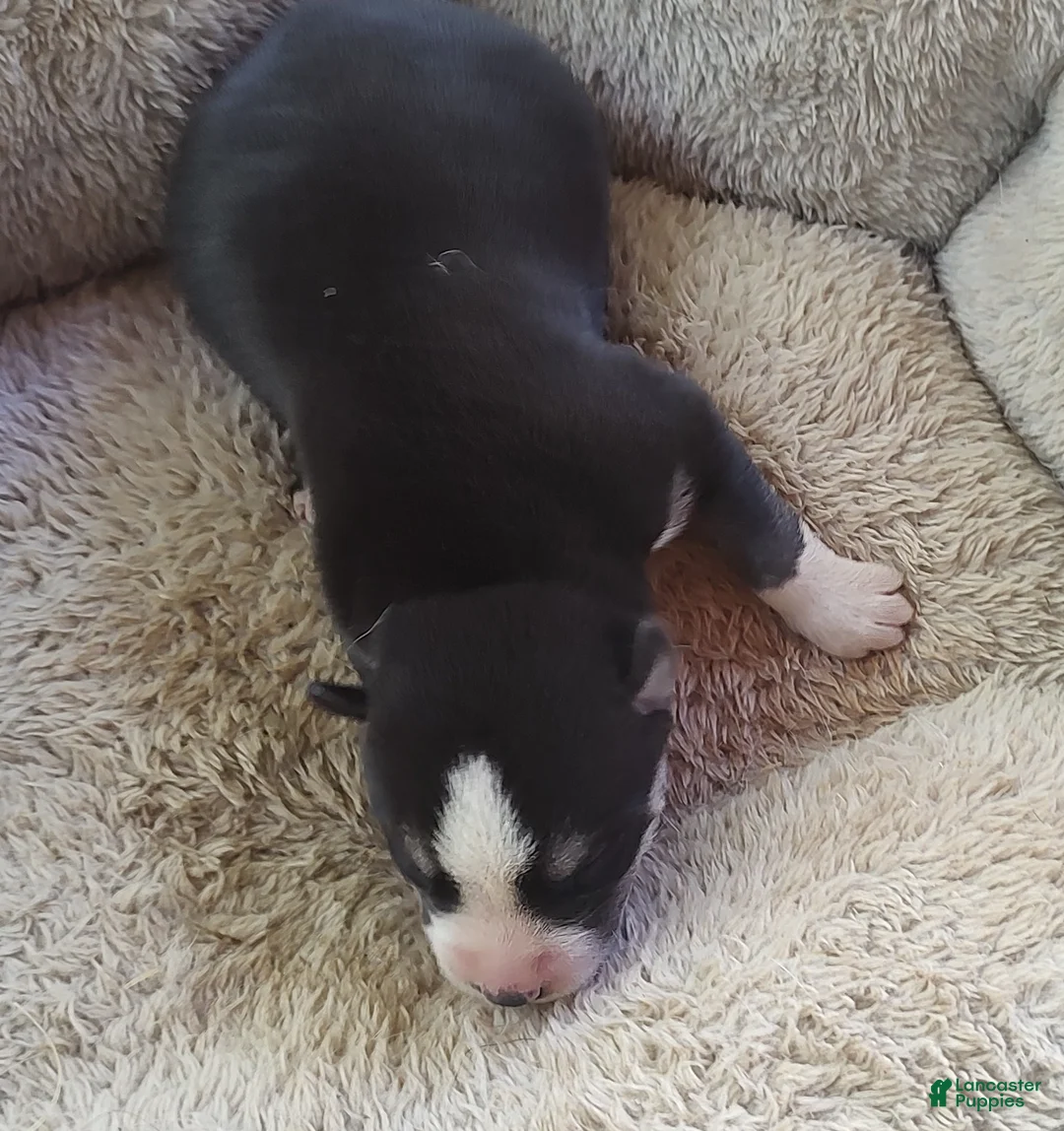 Siberian Husky dogs for sale: Sonya's male 5 - Ad 2