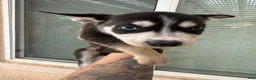 Pitsky dogs for sale: Pitsky 7 - Ad 6