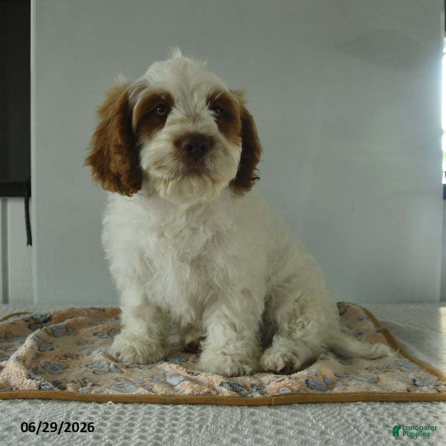Cavapoo dogs Tyler - Ad 1