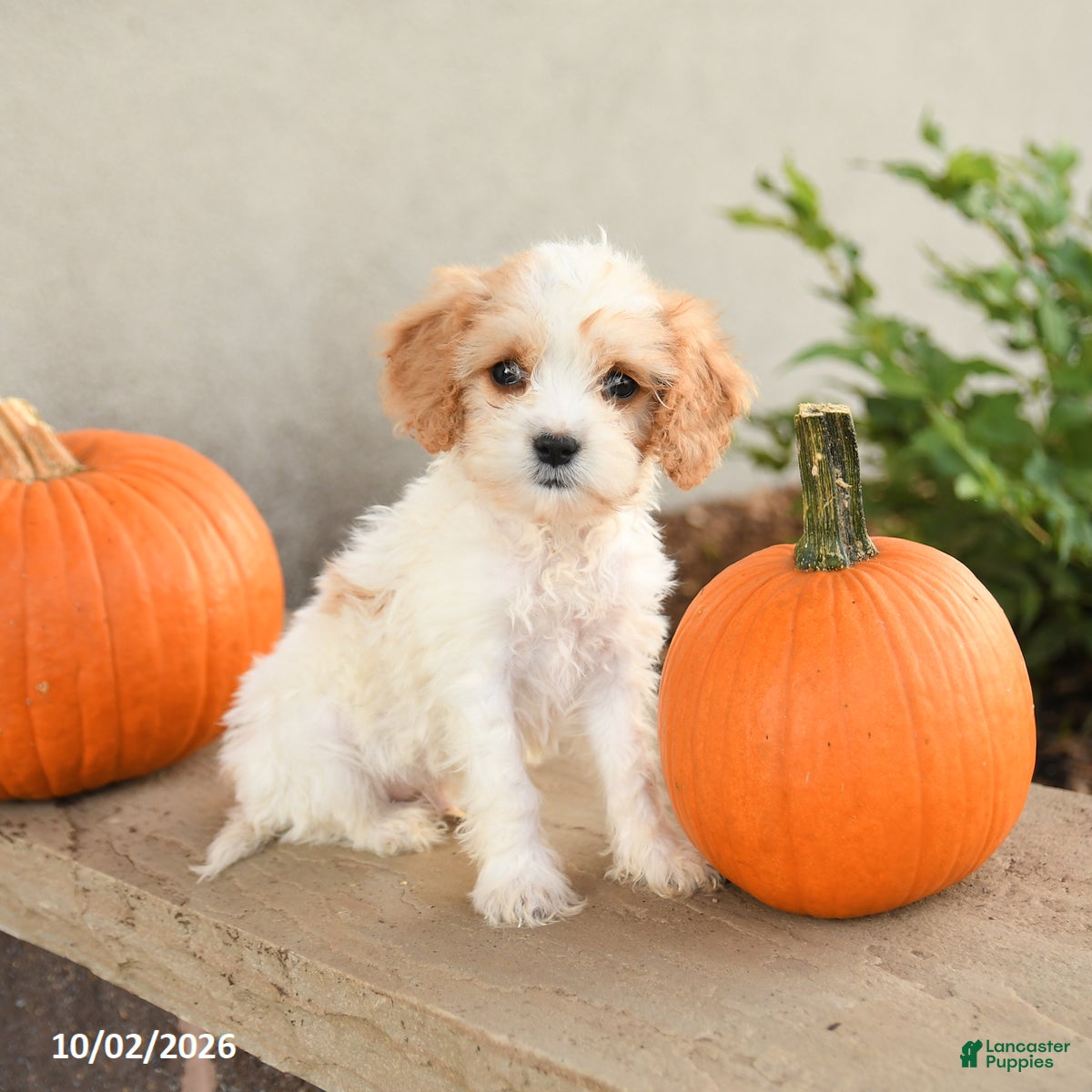 Cavapoo dogs Asher - Ad 1
