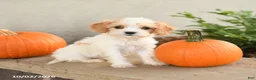 Cavapoo dogs for sale: Asher - Ad 1