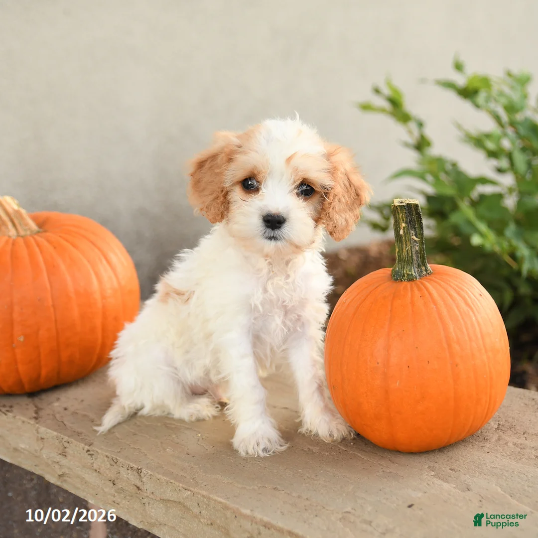 Cavapoo dogs for sale: Asher - Ad 1