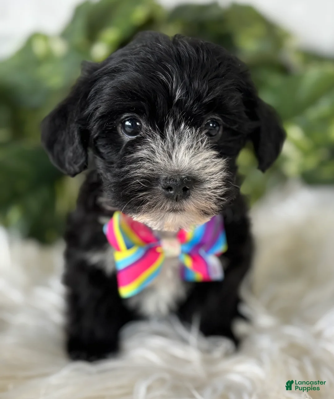 Morkie dogs for sale: Patrick - Ad 16