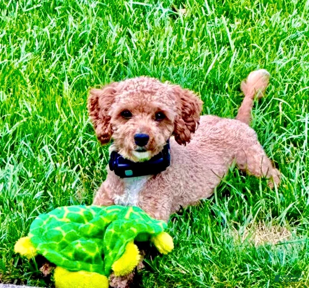 Cavapoo dogs for sale: Lucky 🍀  - Ad 7