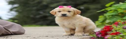 Golden Retriever dogs for sale: Bonnie - Ad 8