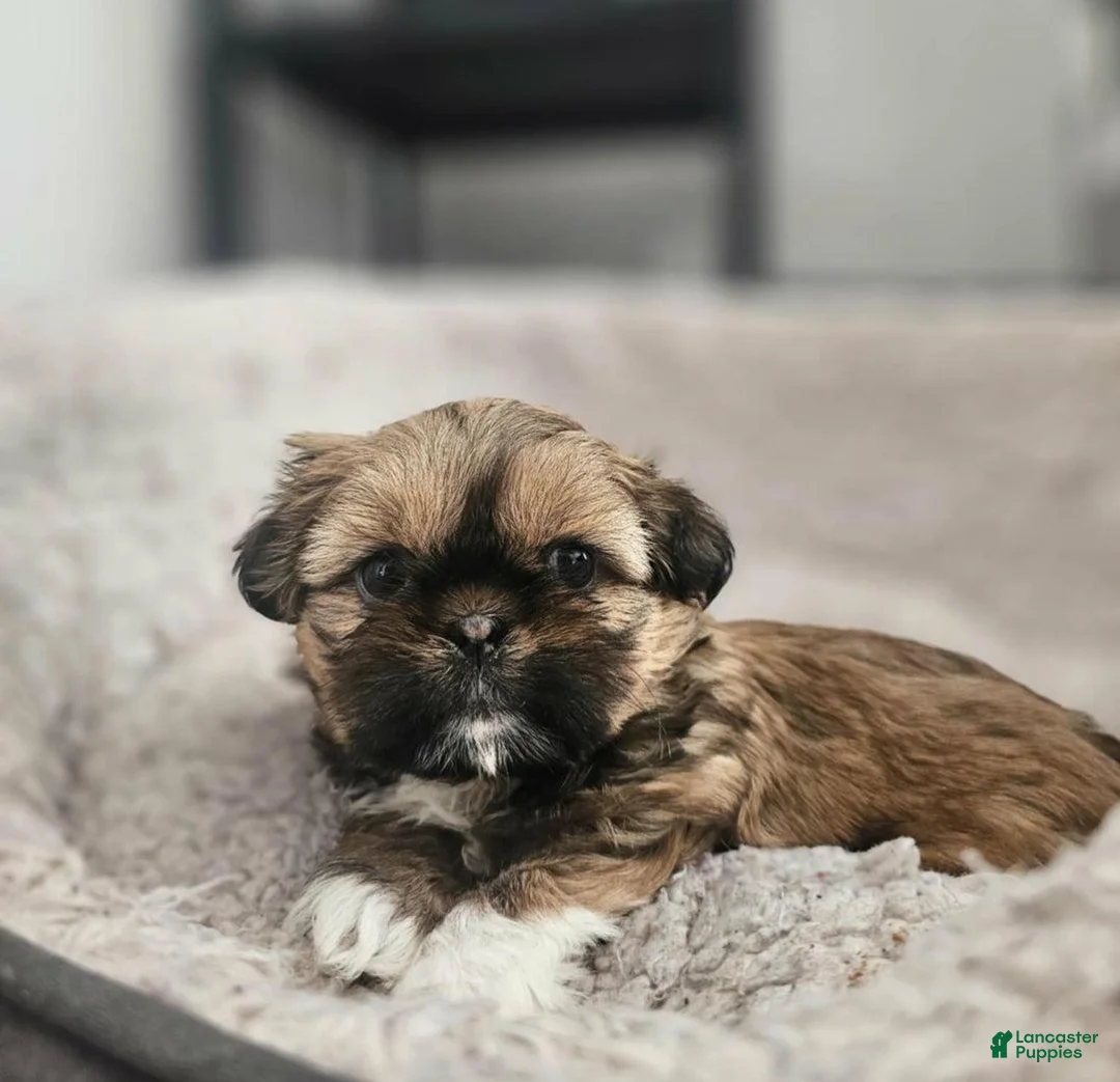 Shih Tzu dogs for sale: Rey - Ad 6