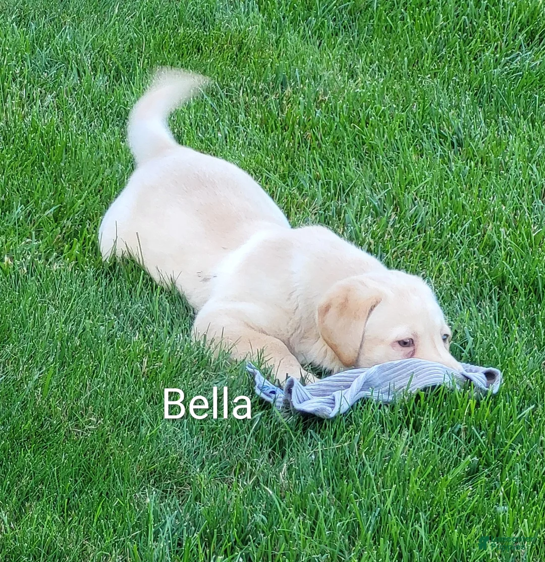 Labrador Retriever dogs for sale: Labrador Retriever Puppy 2Bella - Ad 2