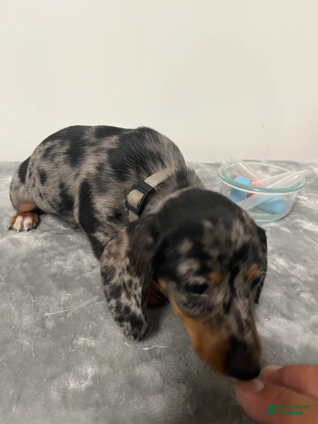 Miniature Dachshund dogs for sale: Miniature Dachshund Grayson  - Ad 2