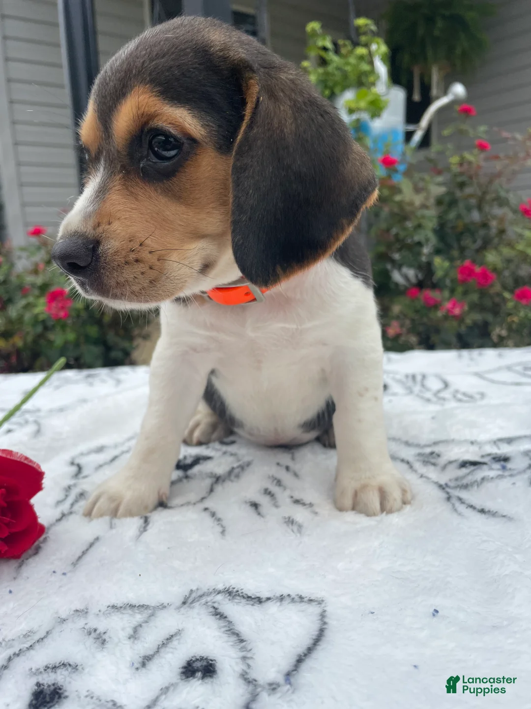 Beagle dogs for sale: Cookie - Ad 2