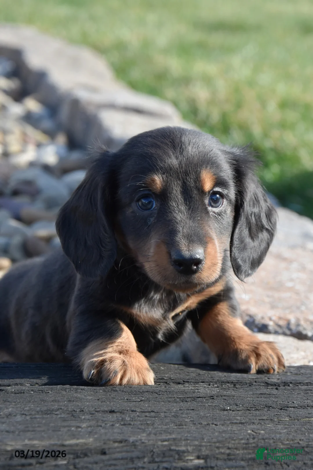 Miniature Dachshund dogs for sale: Hershey - Ad 1