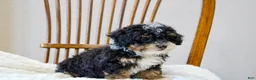 Mini Bernedoodle dogs for sale: Sadie  - Ad 8