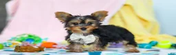 Yorkshire Terrier dogs for sale: Ollie - Ad 5