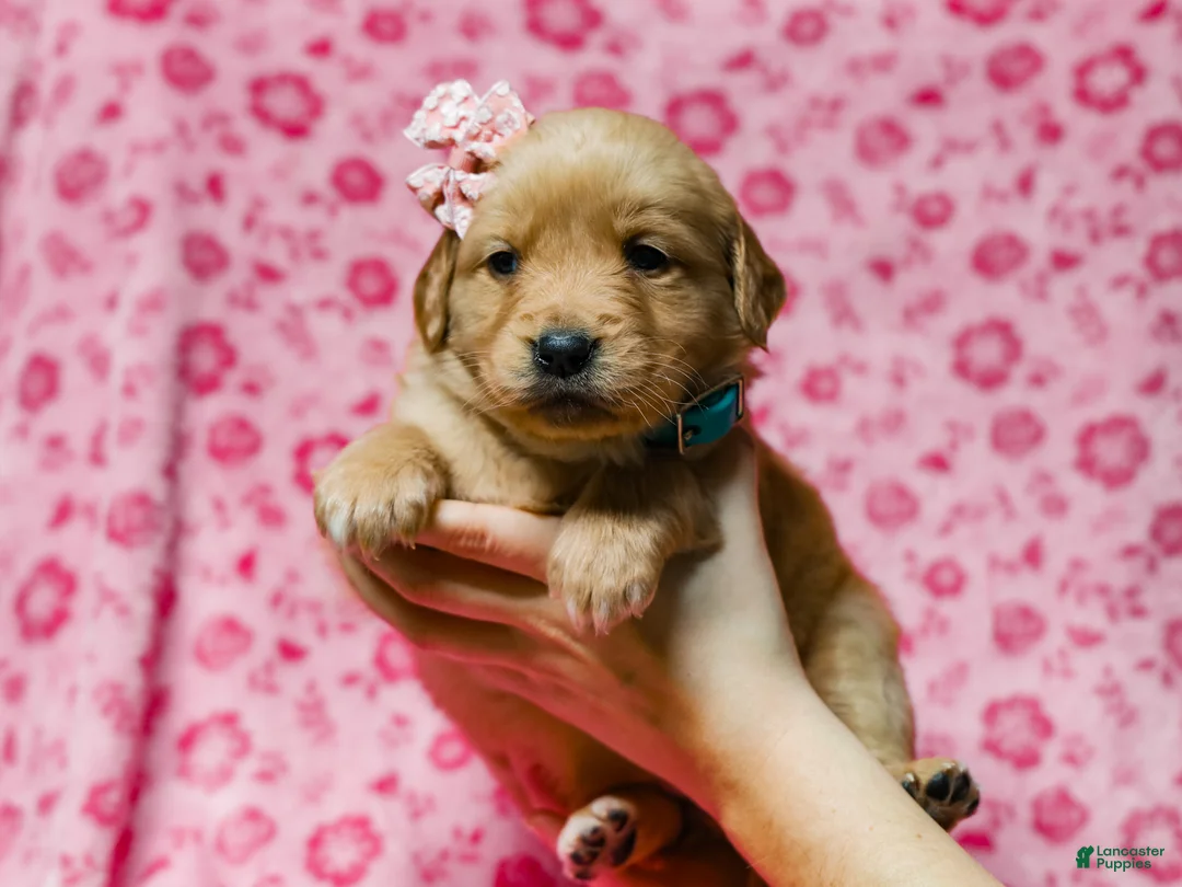 Golden Retriever dogs for sale: Denise AKC Golden Retriever Pup - Ad 4