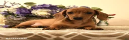 Miniature Dachshund dogs for sale: Shanda - Ad 2