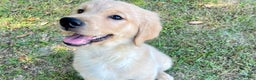 Golden Retriever dogs for sale: Golden Retriever Puppy 1 - Ad 8