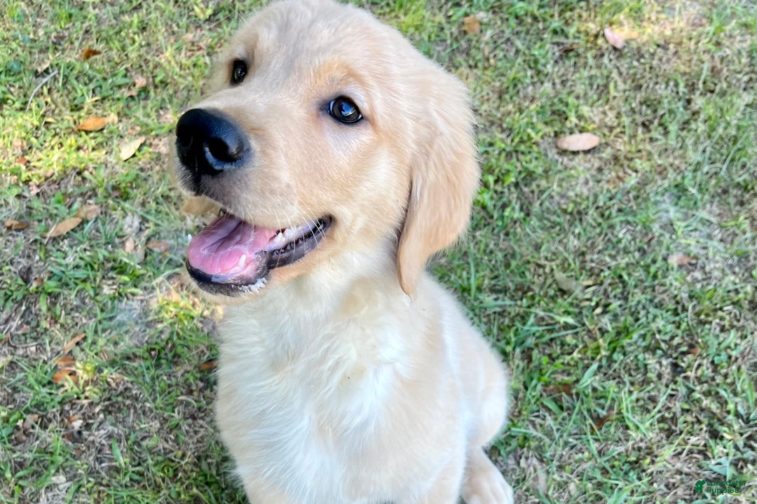 Golden Retriever dogs for sale: Golden Retriever Puppy 1 - Ad 8