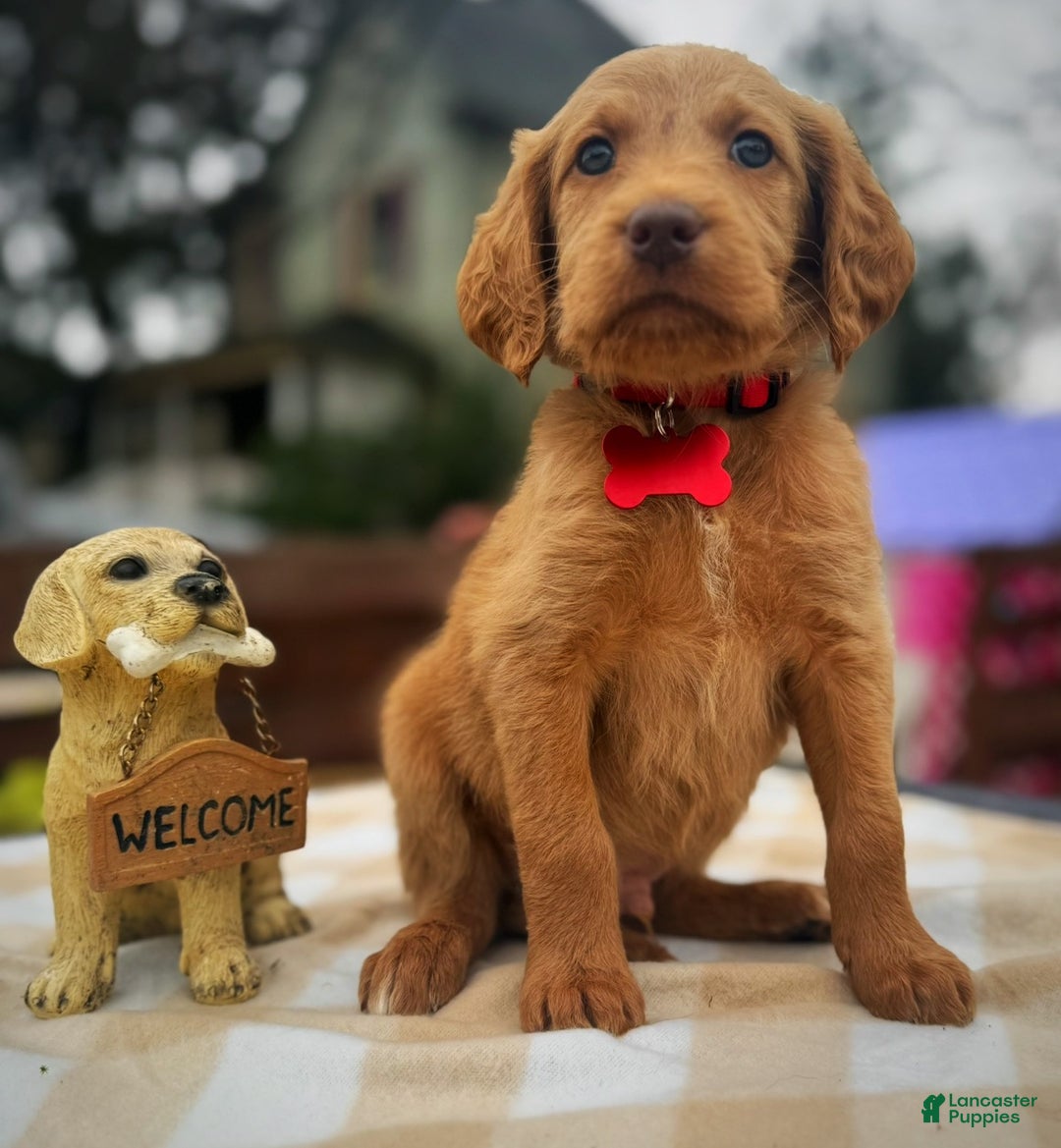 Labradoodle dogs for sale: Labradoodle Puppy 1 - Ad 15