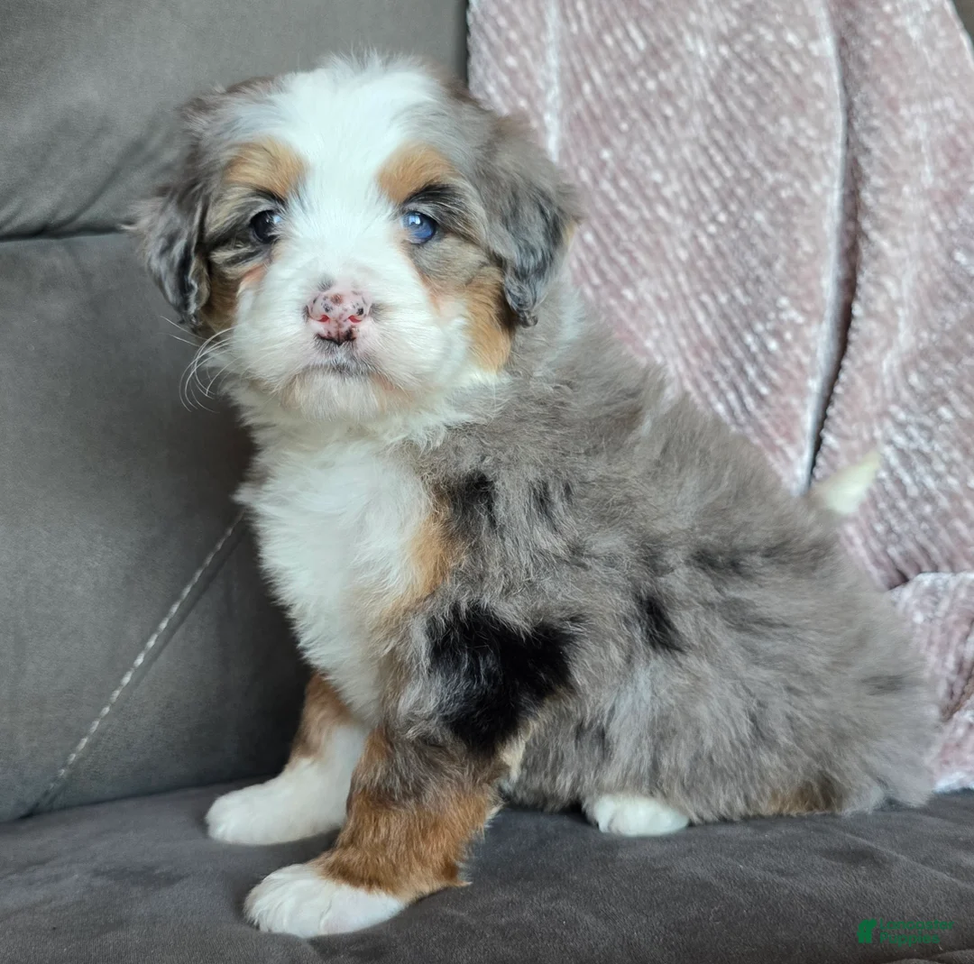 Mini Bernedoodle dogs for sale: Mini Oakley - Ad 13