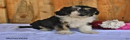 Bernedoodle dogs for sale: Macy - Ad 5