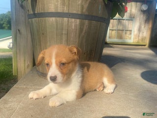 Welsh Corgi Pembroke dogs - Ad 20