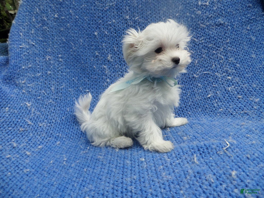 Maltese dogs VInny - Ad 6