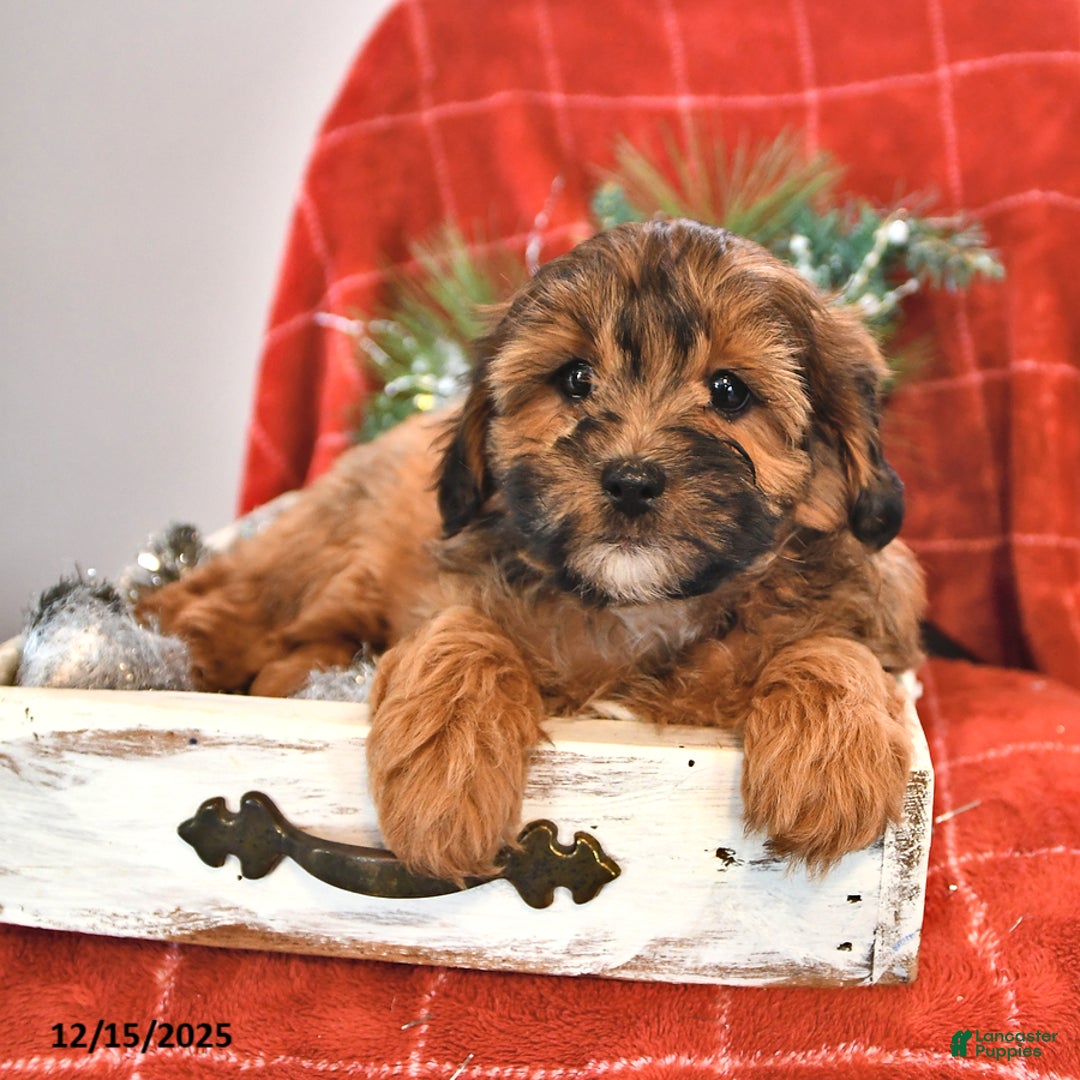 Shihpoo dogs for sale: Star - Ad 2