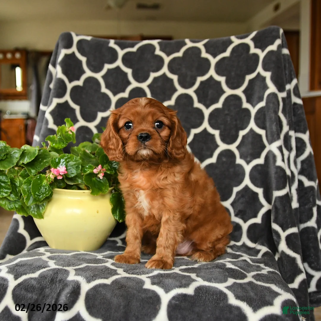 Cavalier King Charles Spaniel dogs for sale: Rusty - Ad 3