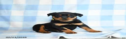 Rottweiler dogs for sale: Whisper - Ad 1