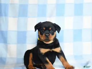 Rottweiler dogs for sale: Whisper - Ad 3